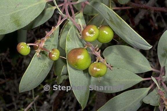 arctostaphylos mewukka ssp mewukka 2 graphic